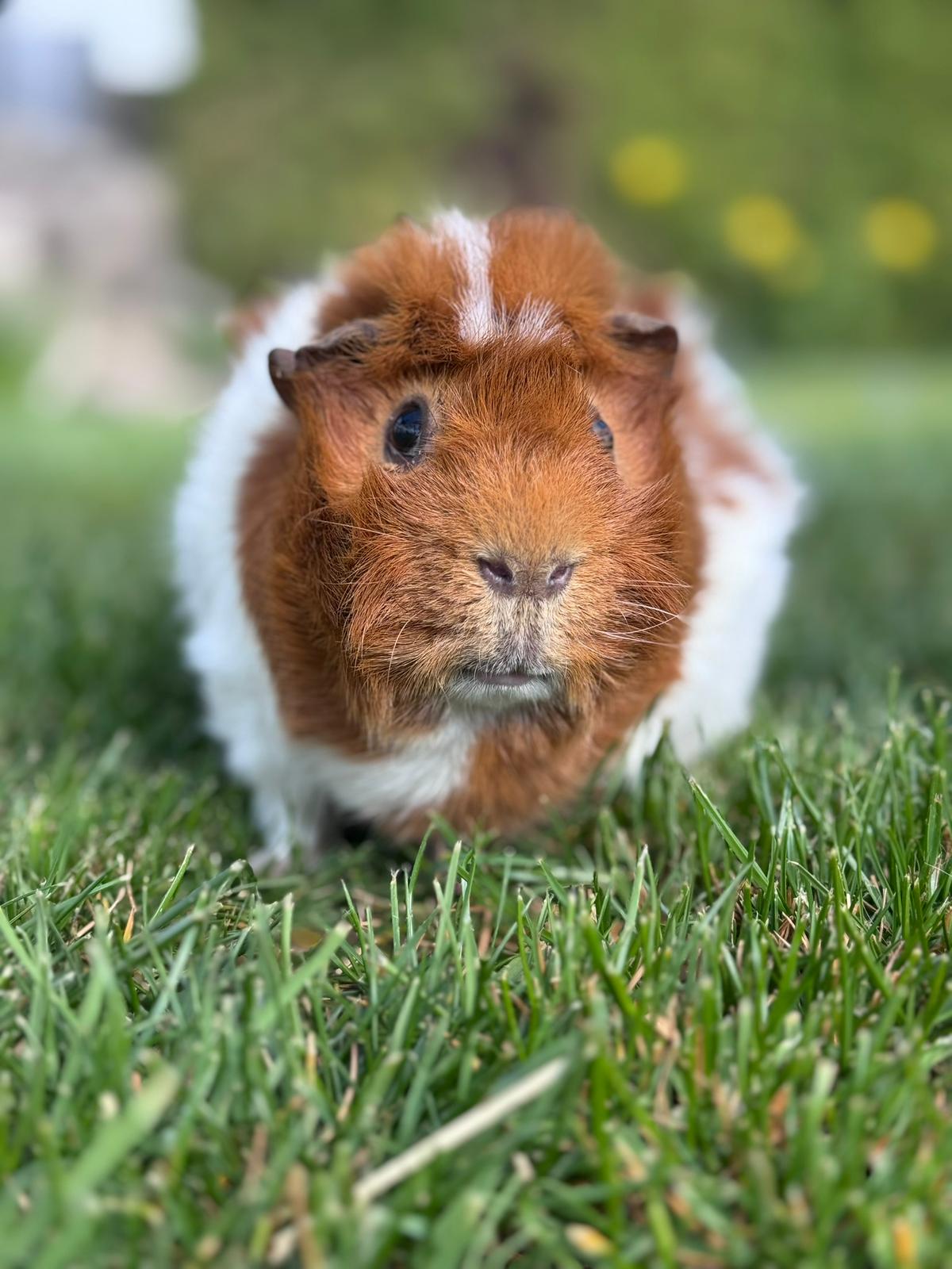 Tiertrauerfeier Meerschweinchen Bild