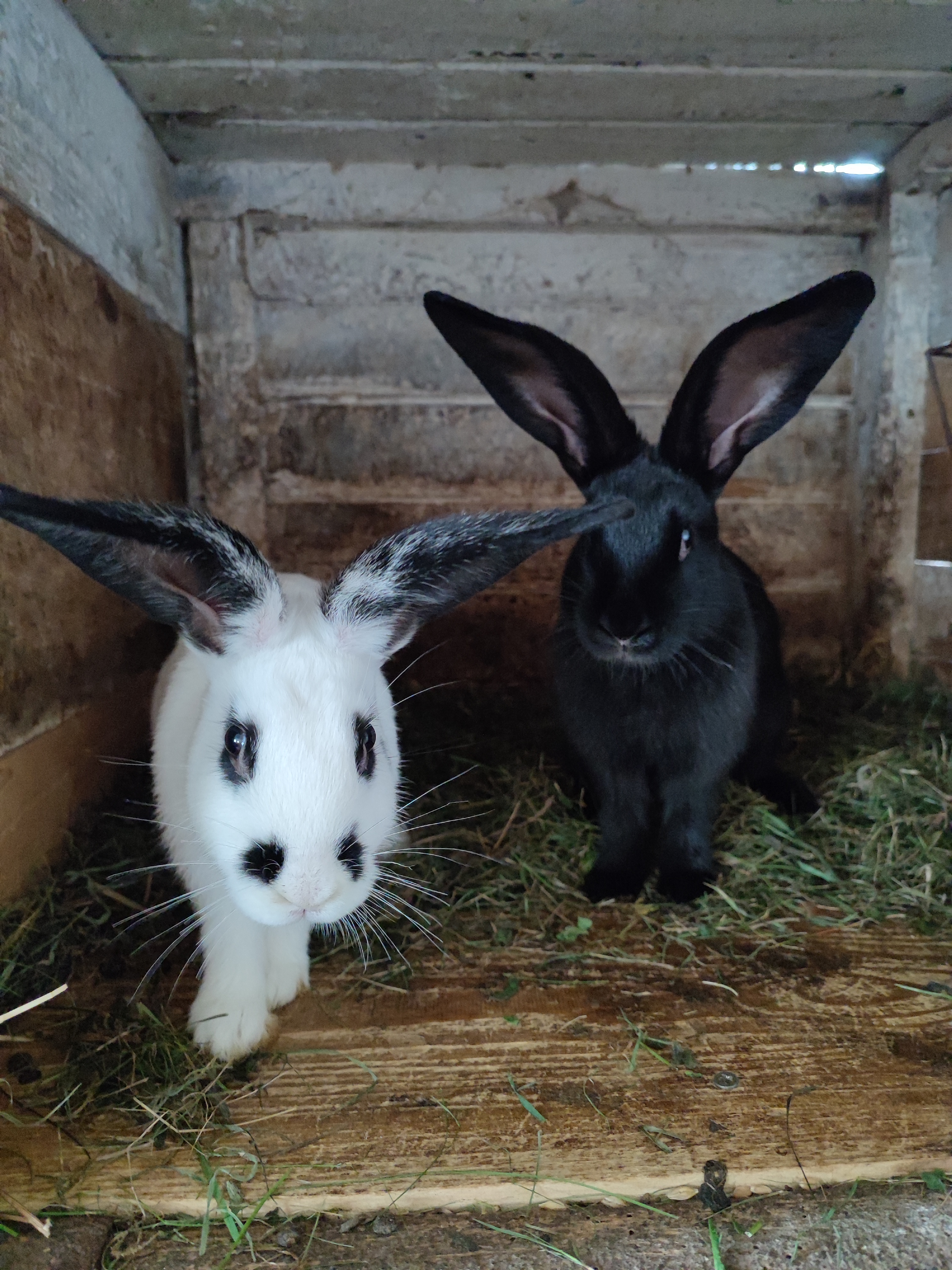 Tiertrauerfeier Hasen Bild