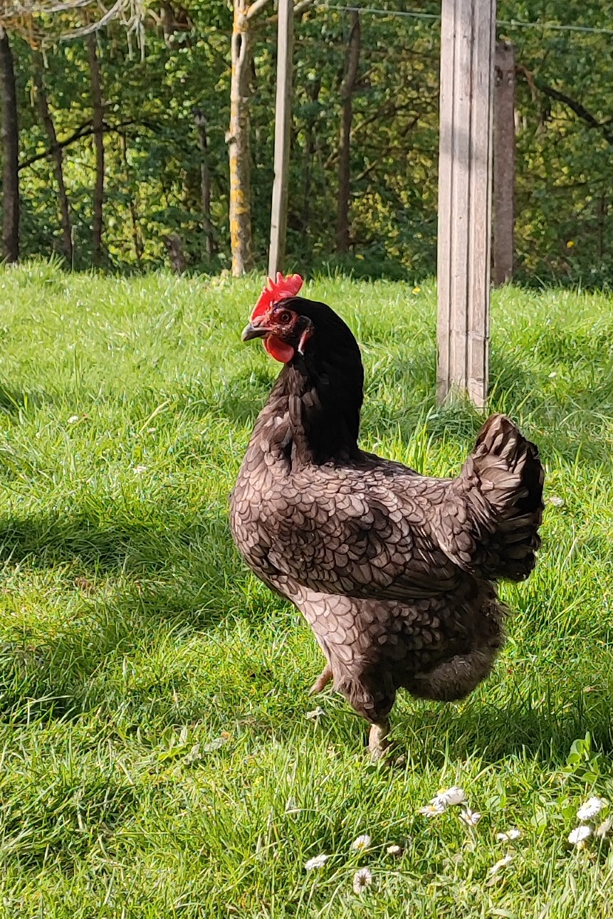 Tiertrauerfeier Hühner Bild